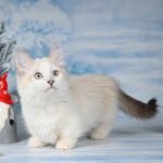 munchkin cat adoption near me