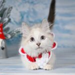 munchkin cat adoption near me