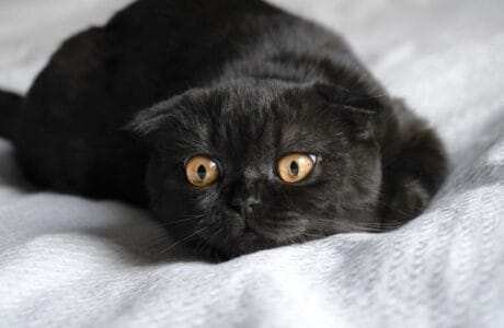black scottish fold