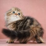 scottish fold kittens for adoption uk