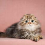 scottish fold kittens for adoption uk