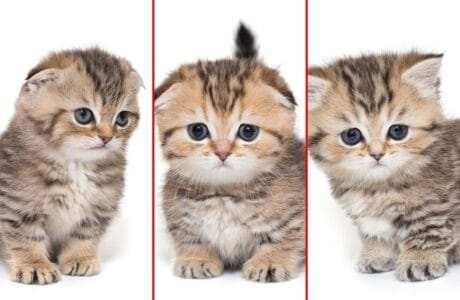 munchkin cat breed