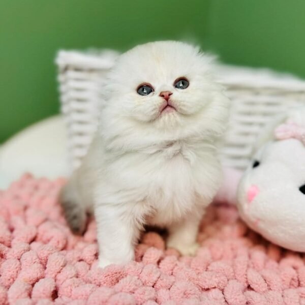 scottish fold kittens for sale near me