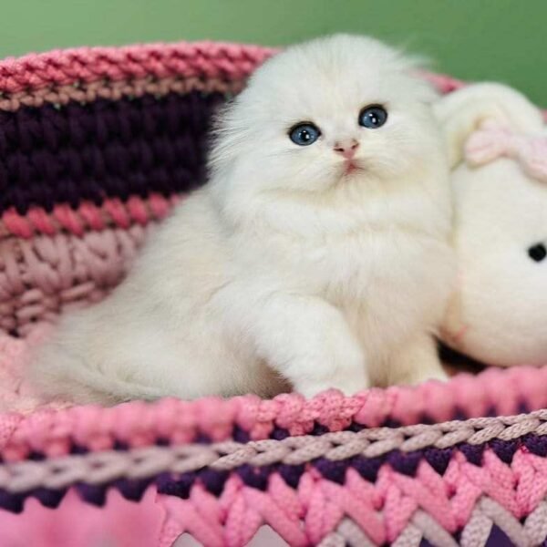 scottish fold cat for sale