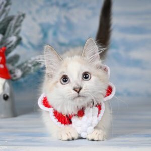 munchkin cat adoption near me