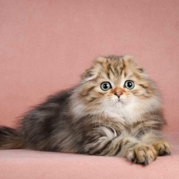 scottish fold kittens for adoption uk