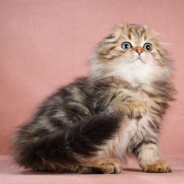 scottish fold kittens for adoption uk