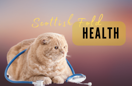 scottish fold munchkin health problems