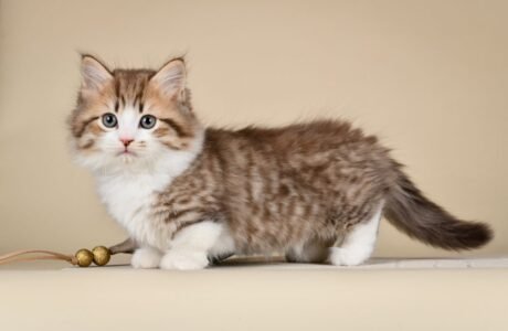 scottish fold munchkin cat