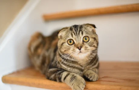 scottish fold temperament