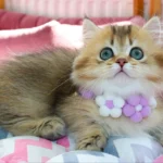 Munchkin Cats For Sale
