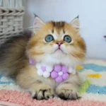 Munchkin Cats For Sale