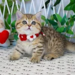 Munchkin Kittens For Sale Near Me