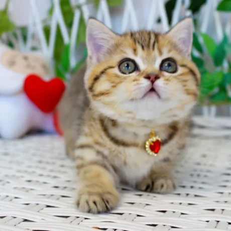 munchkin kittens for sale near me