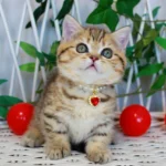 Munchkin Kittens For Sale Near Me