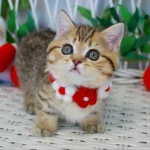 munchkin kittens for sale near me