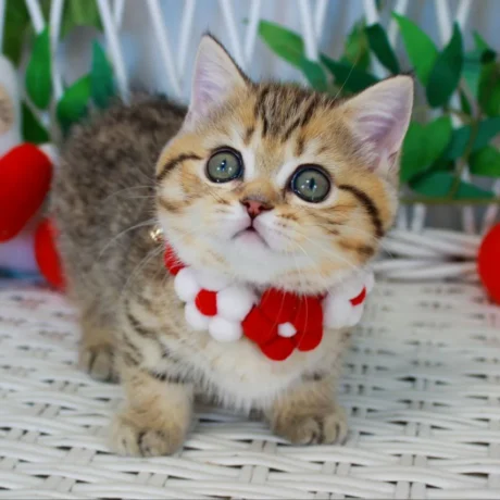 munchkin kittens for sale near me