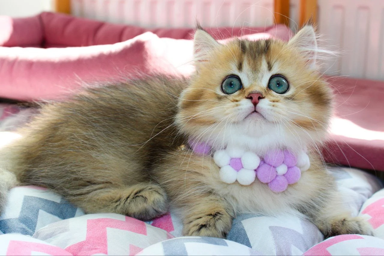 Munchkin Cats For Sale