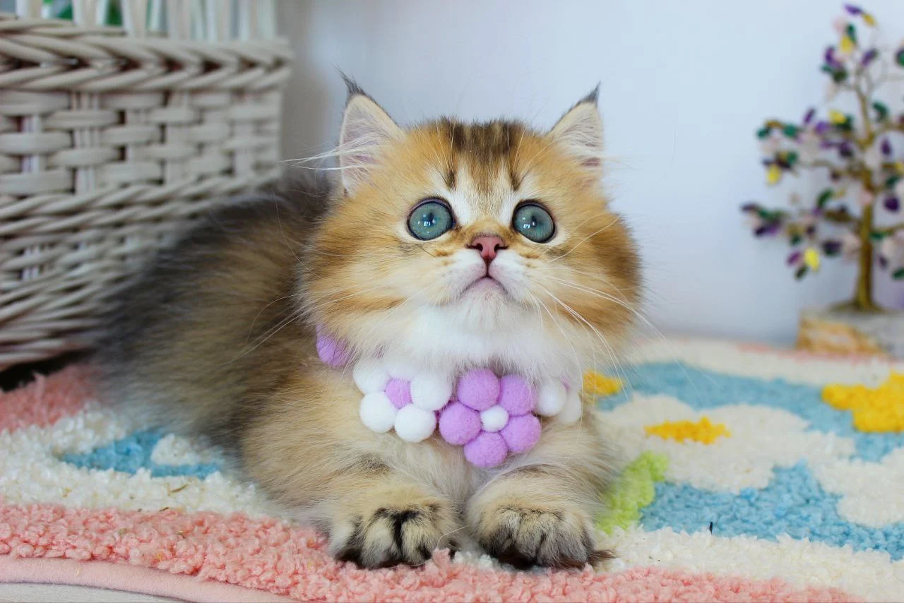 Munchkin Cats For Sale