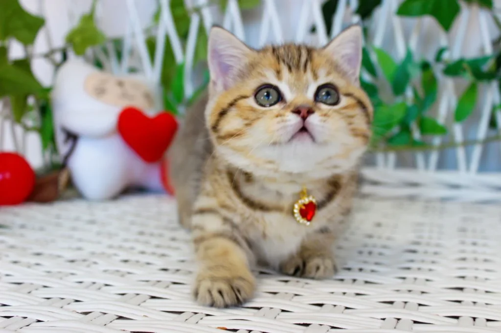 munchkin kittens for sale near me