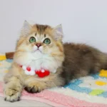 munchkin kittens for sale near me