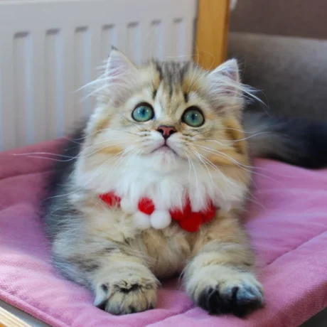 munchkin kittens for sale near me