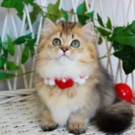 munchkin kittens for sale near me
