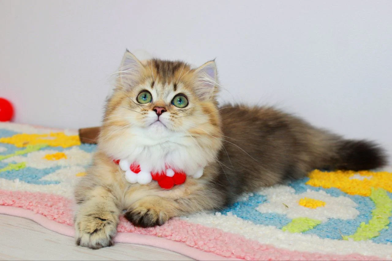 munchkin kittens for sale near me