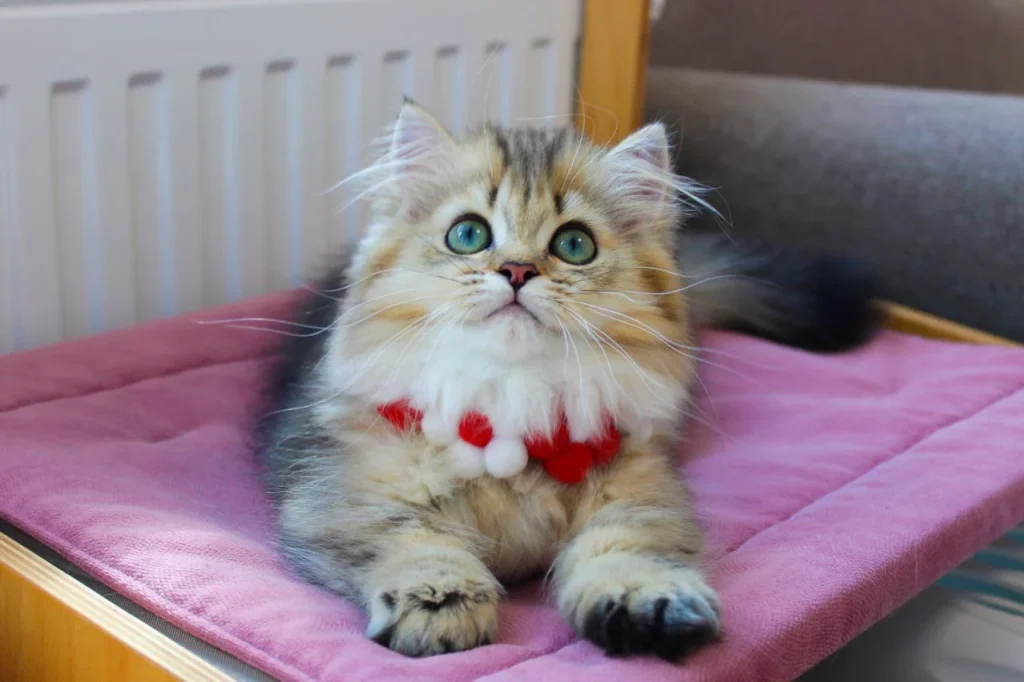 munchkin kittens for sale near me
