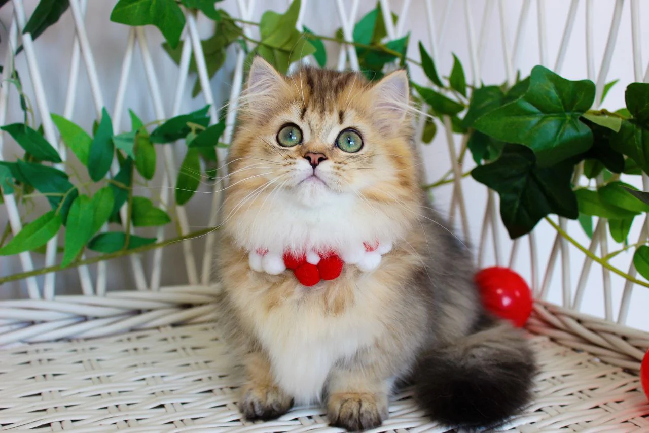 munchkin kittens for sale near me