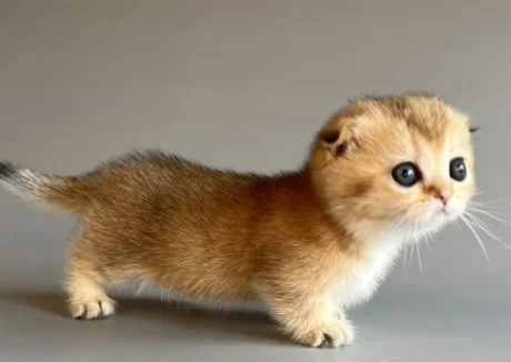 female munchkin cats for sale