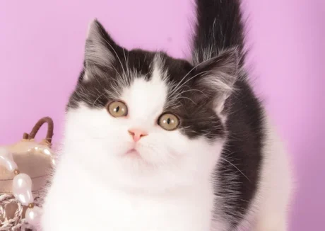 munchkin cat kittens for sale