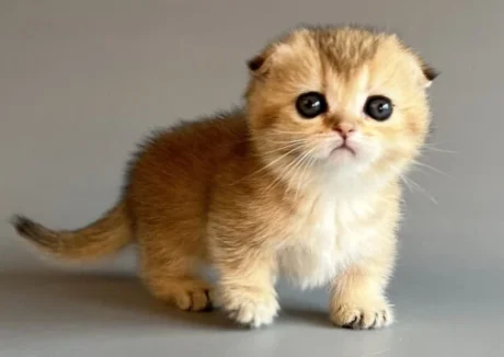 female munchkin cats for sale
