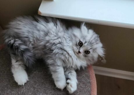 teacup munchkin kittens for sale