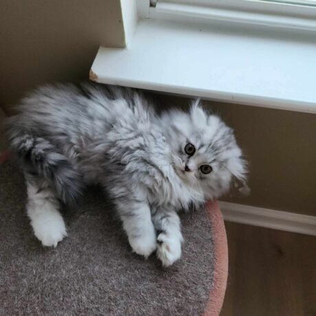 teacup munchkin kittens for sale