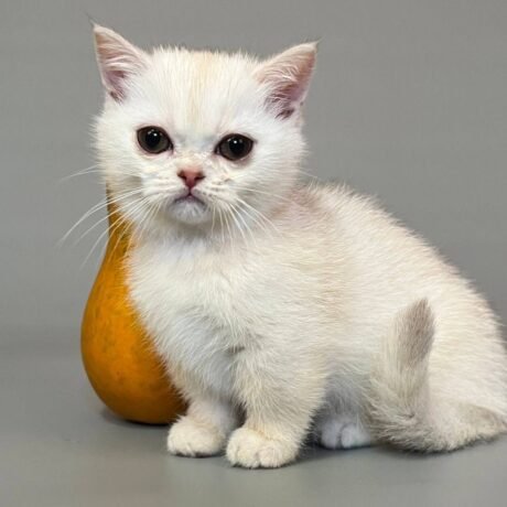 munchkin cat for sale uk