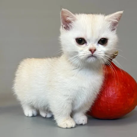 munchkin cat for sale uk