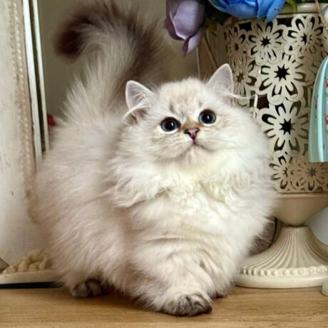 teacup munchkin kittens for sale