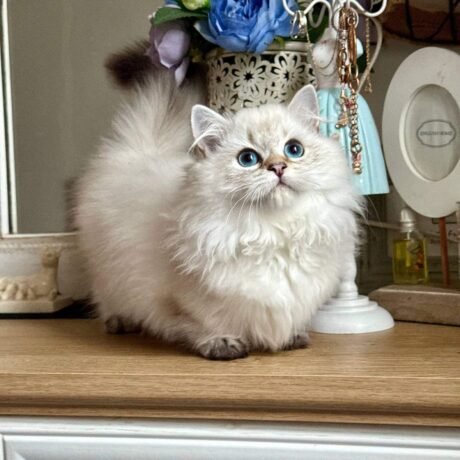 teacup munchkin kittens for sale