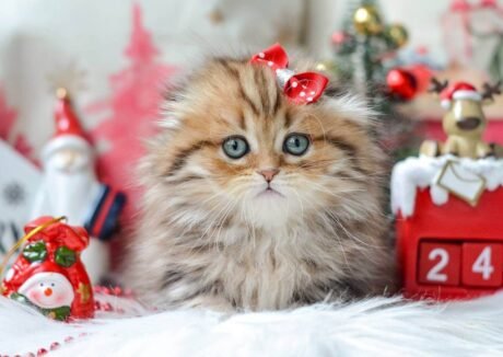 munchkin cat kittens for sale​