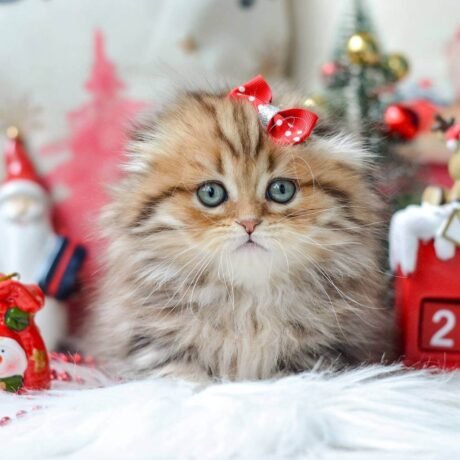 munchkin cat kittens for sale​