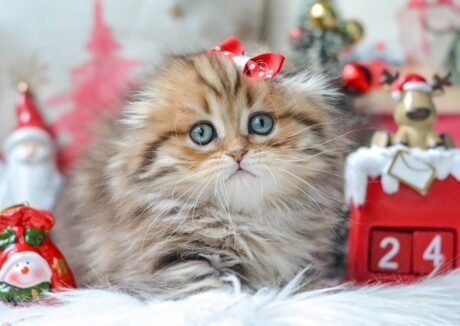 munchkin cat kittens for sale​