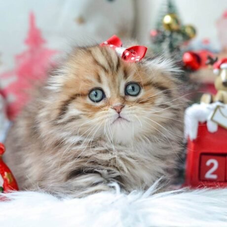 munchkin cat kittens for sale​