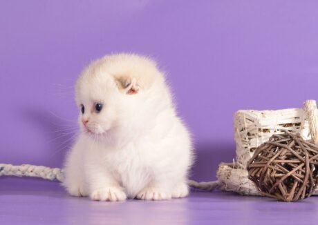 munchkin cats for sale near me