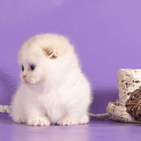 munchkin cats for sale near me