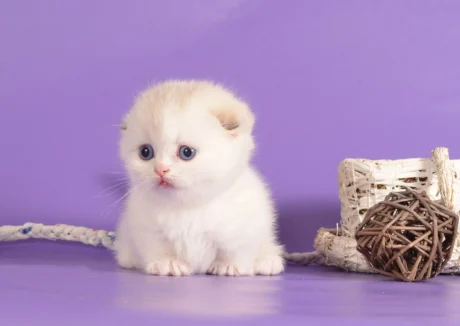munchkin cats for sale near me