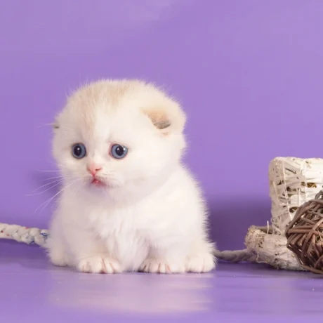 munchkin cats for sale near me