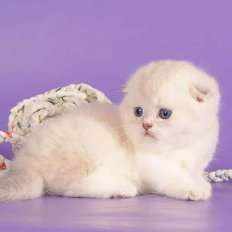 munchkin kittens for sale near me