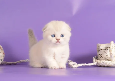 munchkin kittens for sale near me
