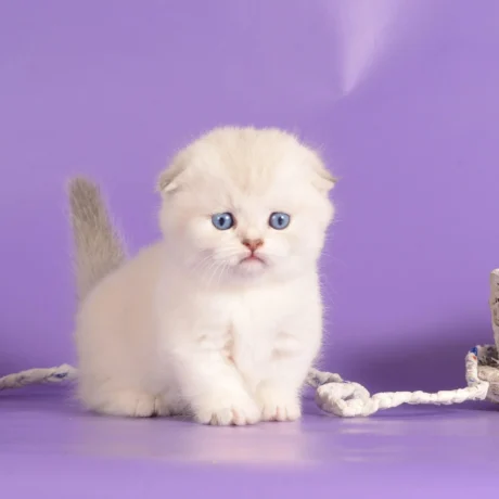 munchkin kittens for sale near me